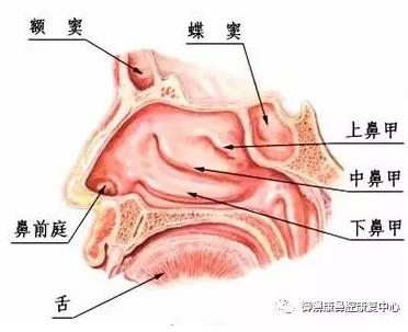扬州炏焱中医：萎缩性鼻炎的危害