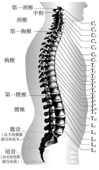 第五胸椎位置图片图片