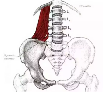 洛阳市三元益生堂：腰方肌激痛点——腰痛的重要原因