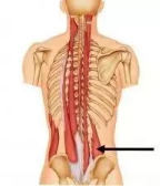 洛阳市三元益生堂：腰方肌激痛点——腰痛的重要原因