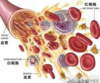 哈尔滨市德术堂：（医案）中医如何治愈缺铁性贫血患者