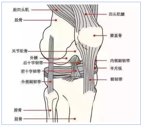 上海九圣源中医门诊部——中医如何治疗膝关节滑膜炎