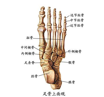 北京有明中医：（医案）罗氏正骨法：趾骨骨折的治疗