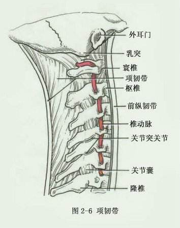 北京有明中医：（医案）罗氏正骨法：项韧带损伤的治疗