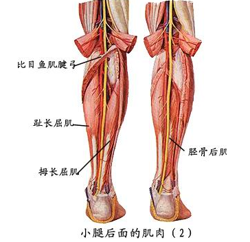 北京有明中医：（医案）罗氏正骨法：小腿后肌群损伤的治疗