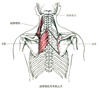 北京有明中医：（医案）冈上肌损伤和菱形肌损伤的治疗