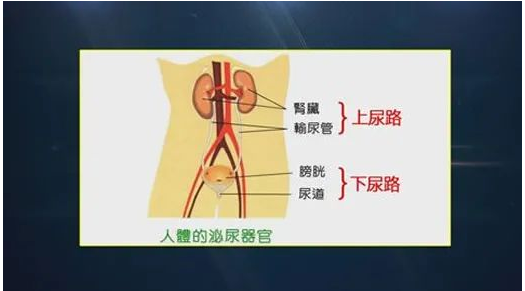 郑州管城康氏中医馆：盆腔炎合并尿路感染（医案）