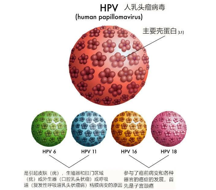 郑州管城康氏中医馆：HPV 中药治疗 转阴（医案）