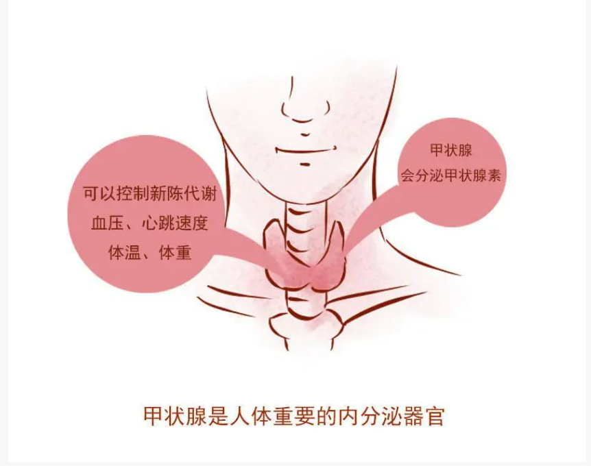湖南九芝堂中医馆——中医易法银教授辨证治疗甲状腺结节