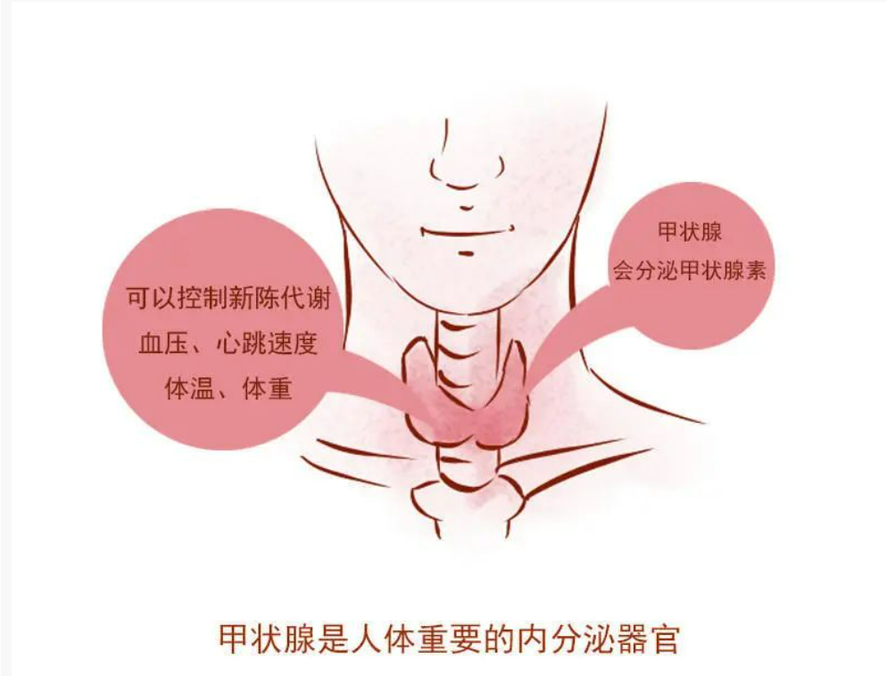 湖南九芝堂中医馆——易法银教授对于甲状腺结节的中医辨证治疗
