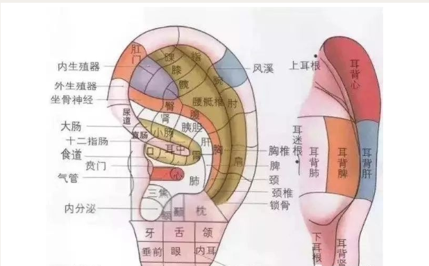 深圳杏林苑中医诊所:耳尖放血在小儿发烧、麦粒肿、咽痛等疾病中的应用