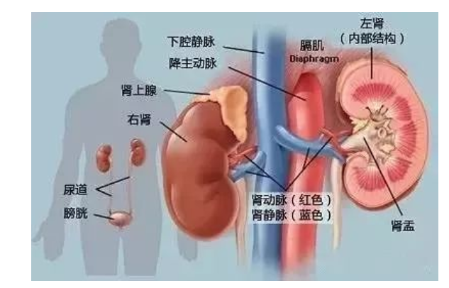 郑州德馨中医院：为何“尿毒症”越来越多？不是烟酒，多数是3件事害的！
