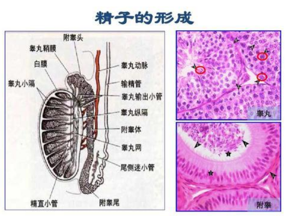 武汉宏昇中医医院：男性不育是由什么疾病导致的？