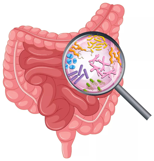 武汉新特中医院：人体内90%的细菌 都生活在肠道，足足一公斤！