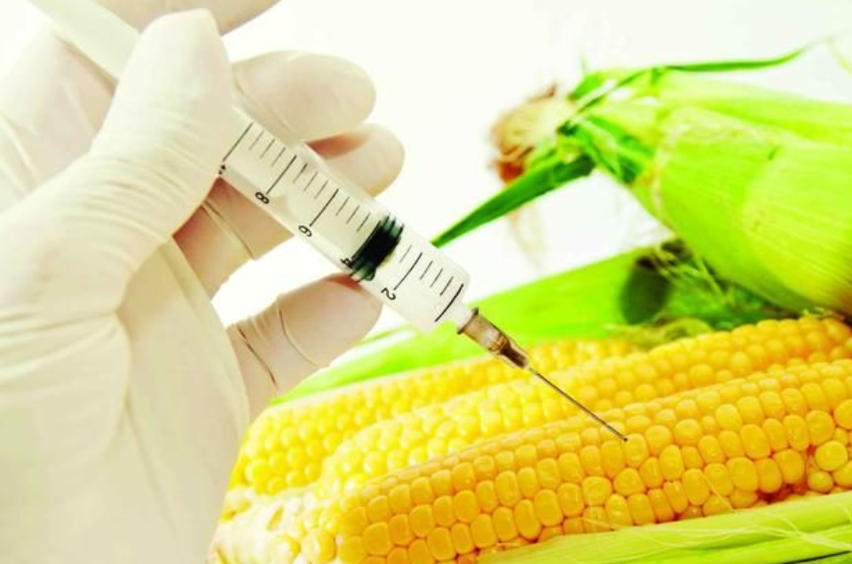 农业农村部最新公示：51个转基因玉米大豆品种初审通过！